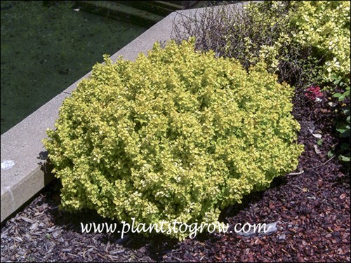 Golden Nugget Barberry (Berberis thunbergii)